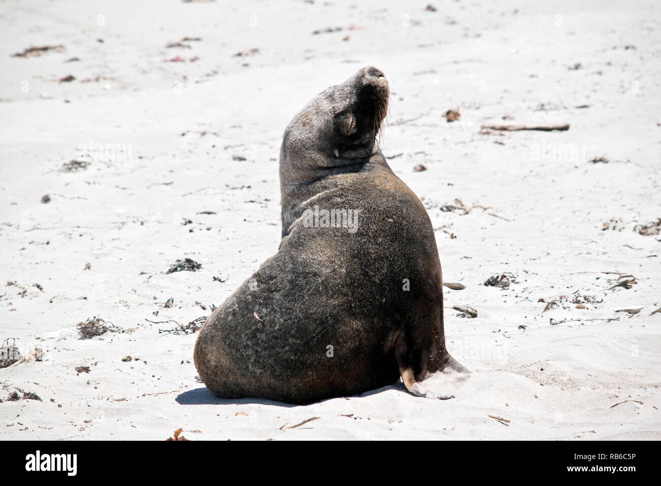 the male sea lion is resting on the beach at Seal Bay, Kangaroo Island Stock Photo