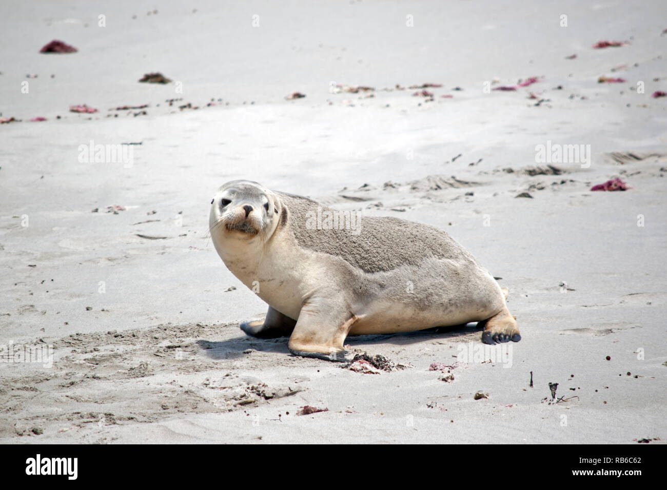 the sea lion is walking along the beach at Seal Bay on Kangaroo Island Stock Photo