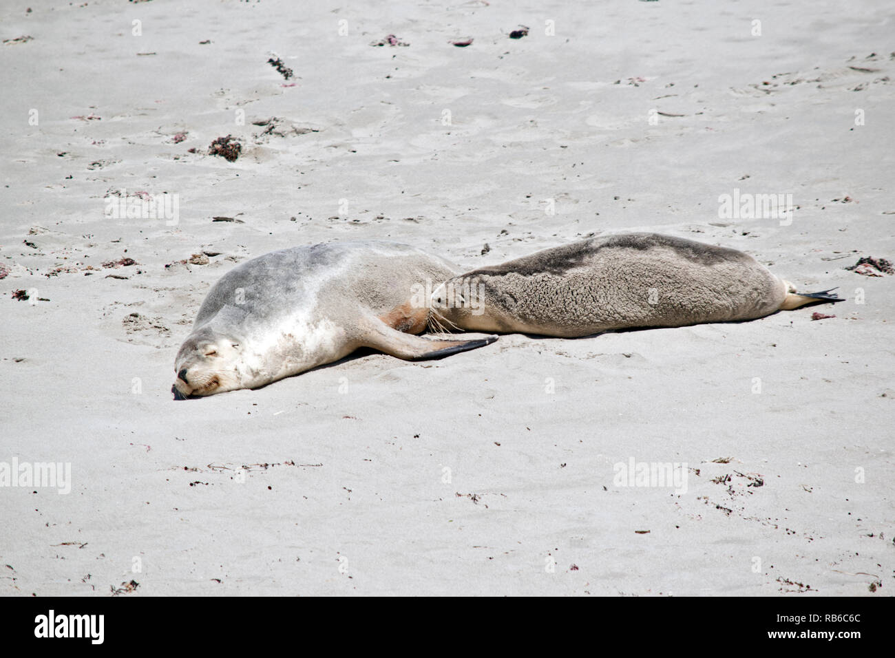 the mother sea lion is feeding her pup.  The mother rests while the pup drinks. Stock Photo