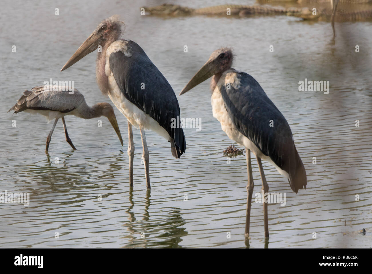 Marabou Stork (Leptoptilos crumenifer) Stock Photo