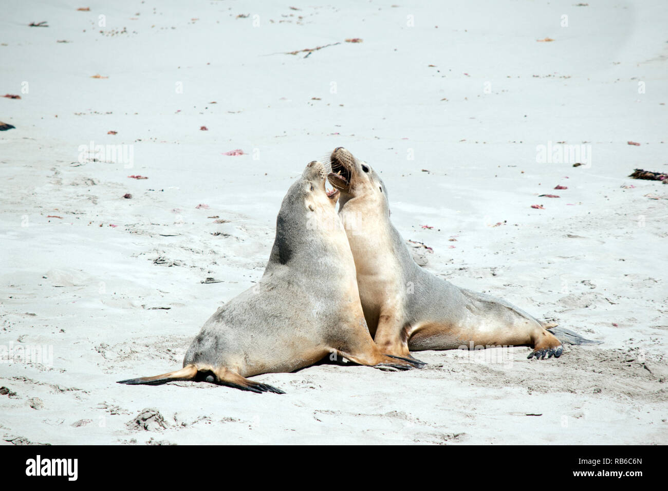 the two sea-lions are fighting on the beach on Seal Bay Stock Photo
