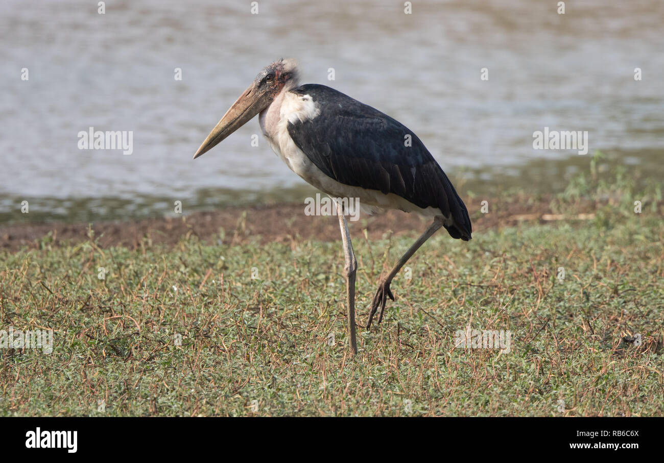 Marabou Stork (Leptoptilos crumenifer) Stock Photo