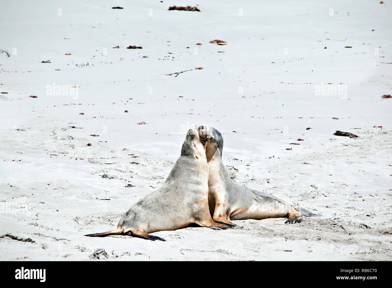 the two sea-lions are fighting on the beach on Seal Bay Stock Photo
