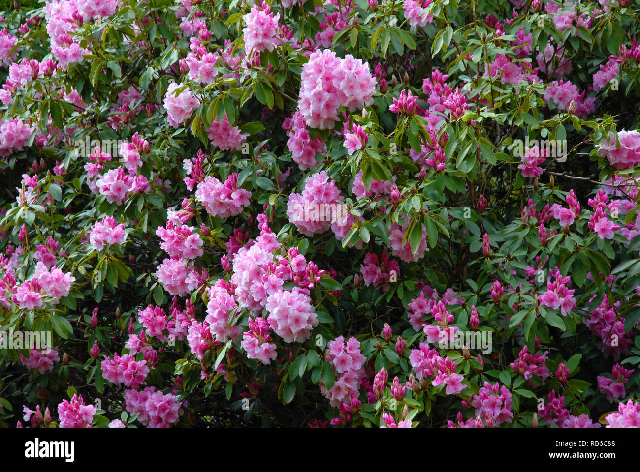 Rhododendron bush covered in a mass of pink flowers in Spring, Dorset,  England Stock Photo - Alamy