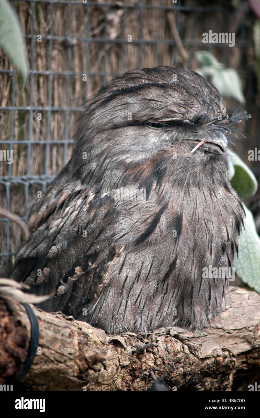 this is a close up of a tawn frogmouth eating a leaf Stock Photo