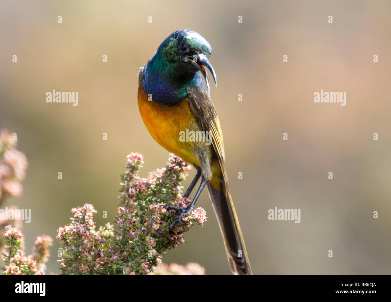 Orange-breasted Sunbird (Anthobaphes violacea) Stock Photo