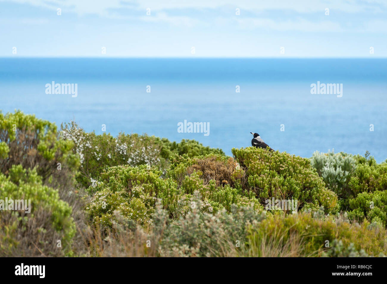 Australian magpie sitting on top of coastal scrub brush with the ocean creating a blue horizon against a cloudy sky Stock Photo