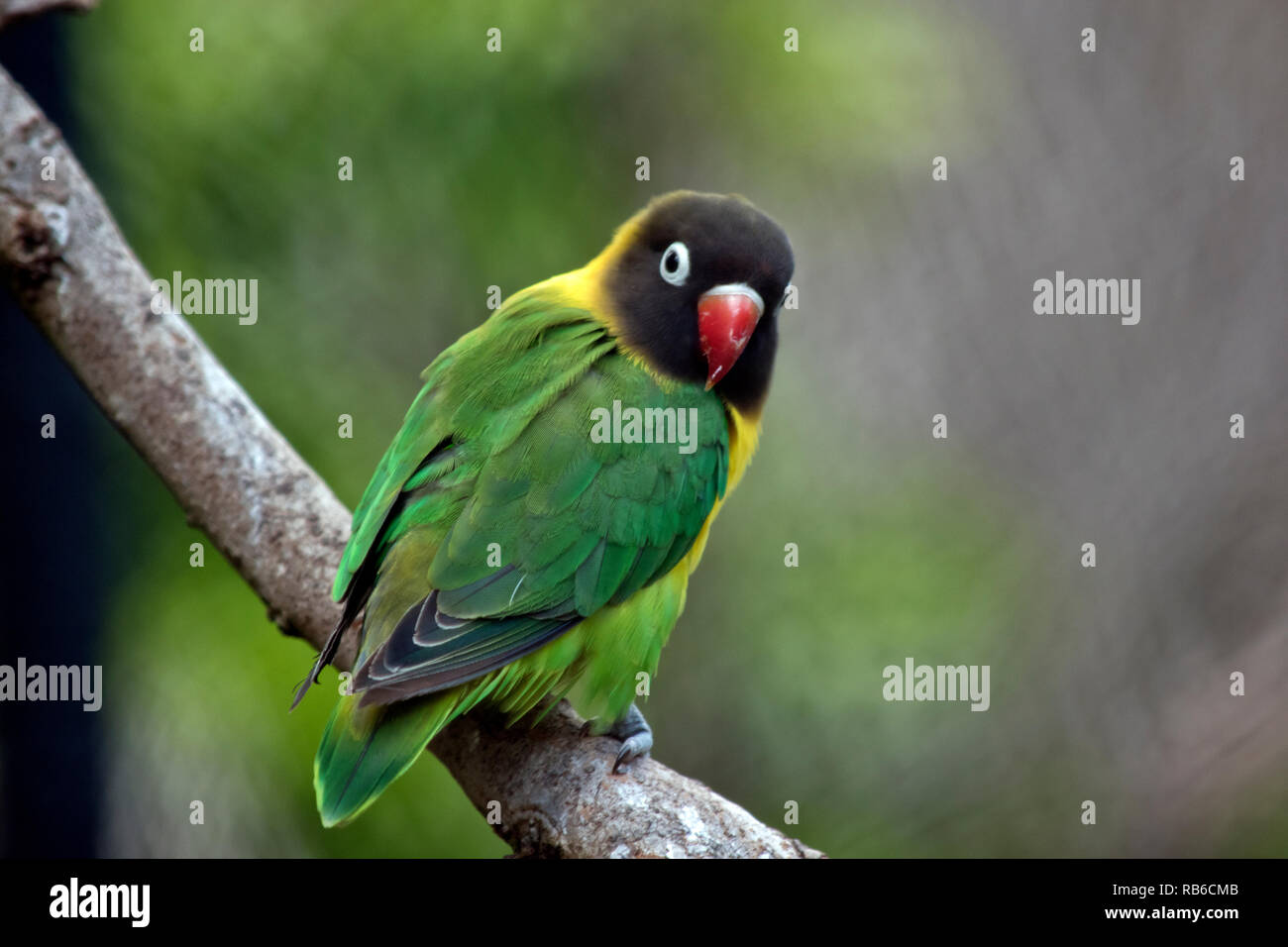 the masked lovebird is perched in a tree Stock Photo