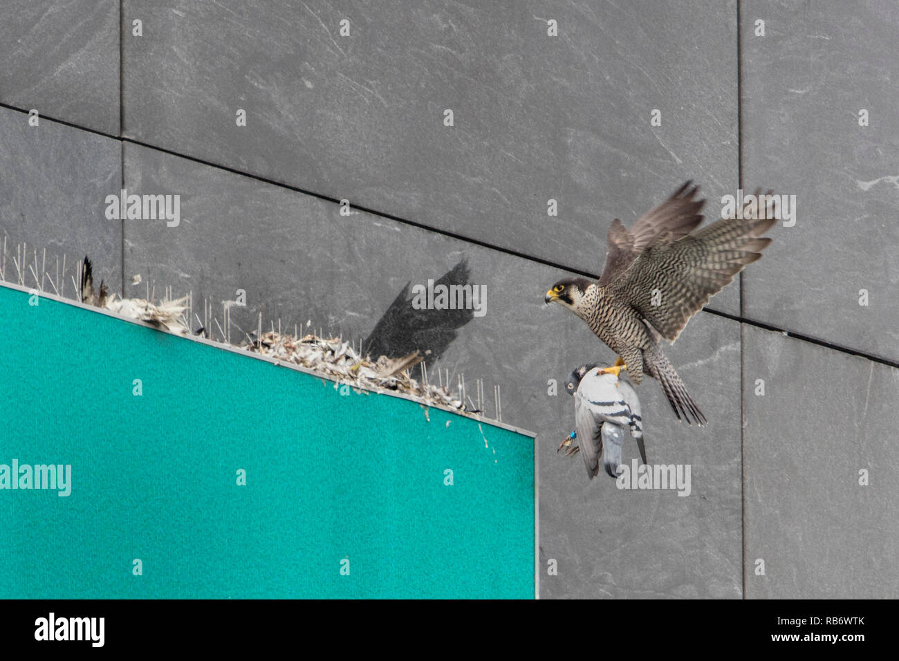 Peregrine falcon (Falco peregrinus) with prey (homing pigeon), breeding in nesting box on ABN-AMRO building in business district Zuidas, Amsterdam, Th Stock Photo