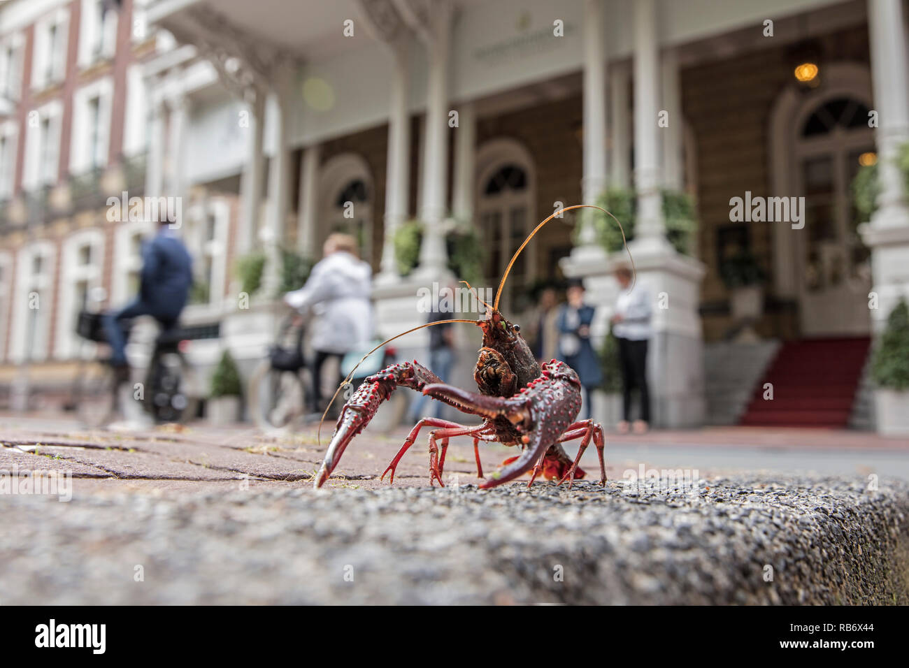Red swamp crayfish or crawfish (Procambarus clarkii). near Amstel Hotel, Amsterdam, The Netherlands. Stock Photo