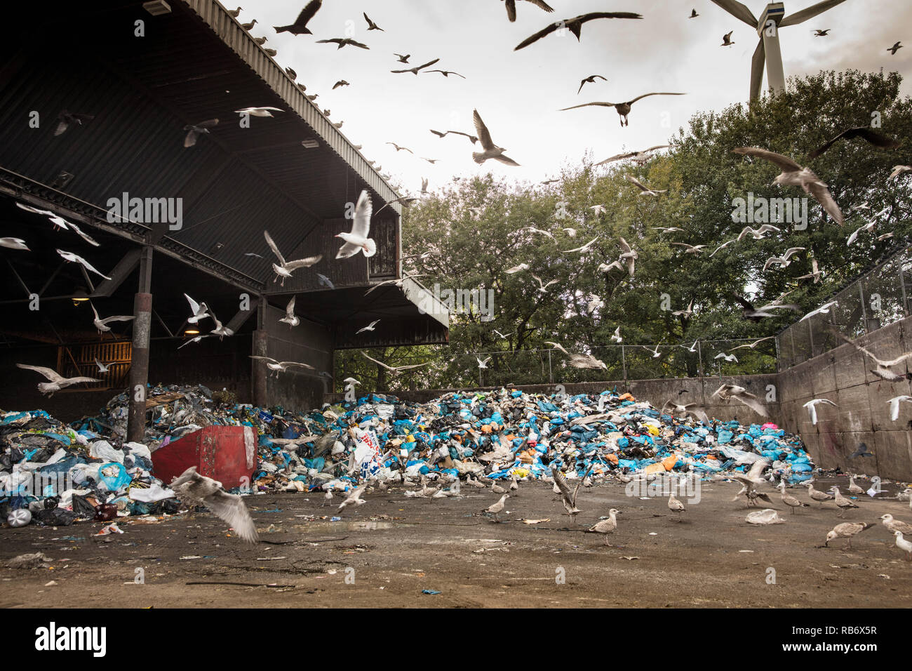 Seagulls and jackdaws at ICOVA Recycling Company ( Shanks Group ). Garbage  disposal. Amsterdam, The Netherlands Stock Photo - Alamy