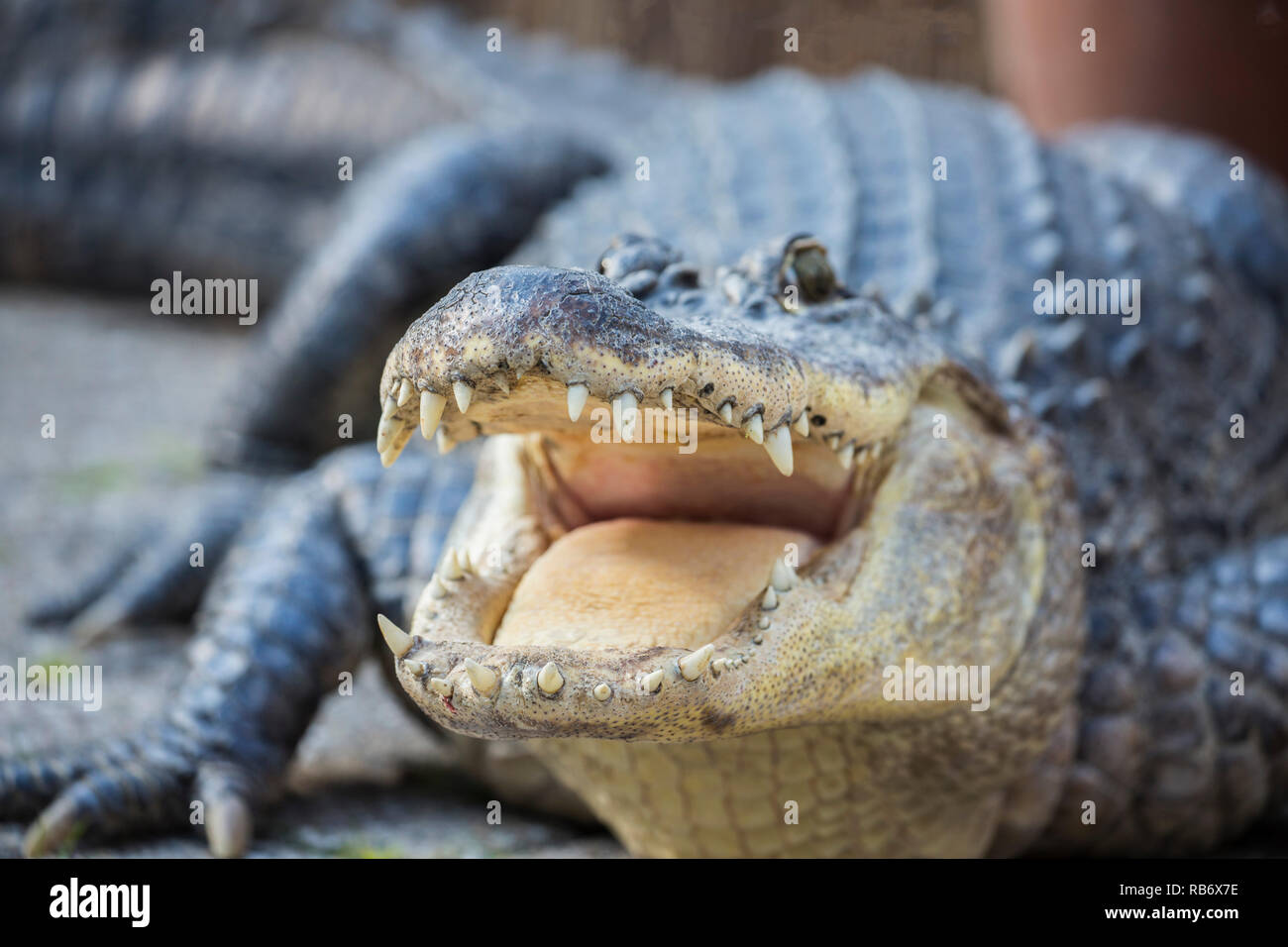 The Netherlands, Amsterdam, Alligator held as pet Stock Photo - Alamy