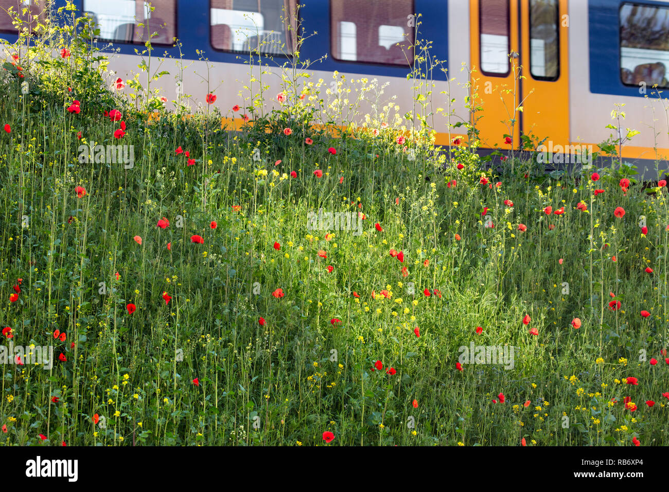 The Netherlands, Amsterdam, near Central Station. Train passes slope with summer flowers. Wild flowers. Stock Photo