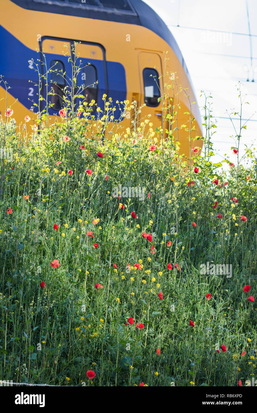 The Netherlands, Amsterdam, near Central Station. Train passes slope with summer flowers. Stock Photo