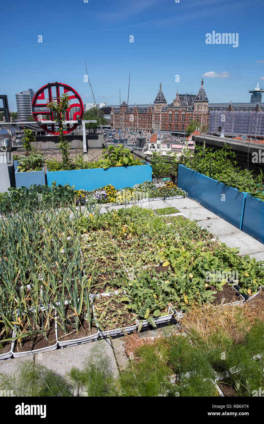 The Netherlands, Amsterdam, Roof of Barbizon Hotel, vegetable garden. Background Central Station. Stock Photo