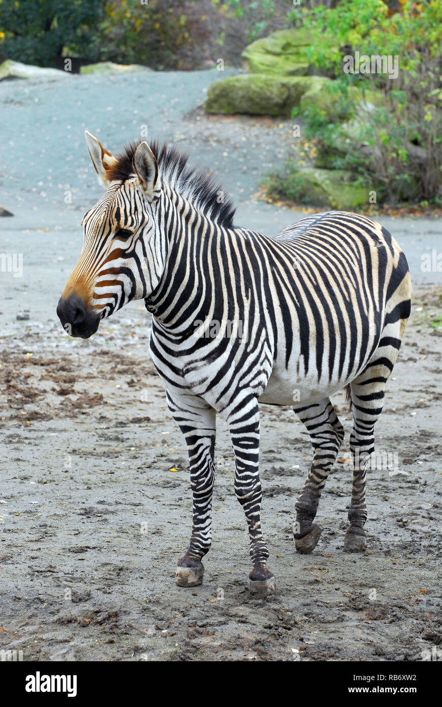 Hartmann's mountain zebra, Equus zebra hartmannae, Hartmann-hegyizebra Stock Photo