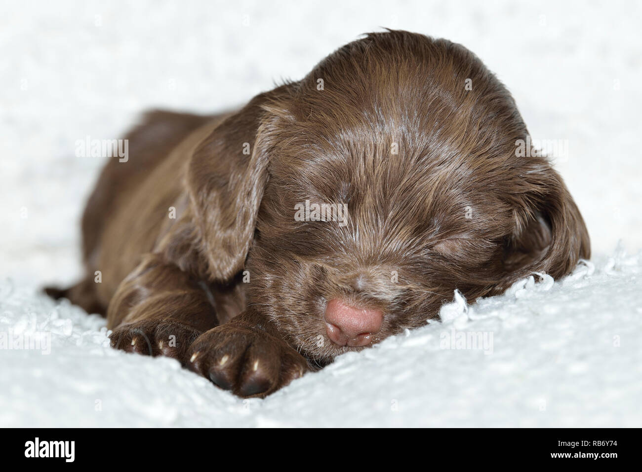 Sprocker Spaniel Puppy Stock Photo