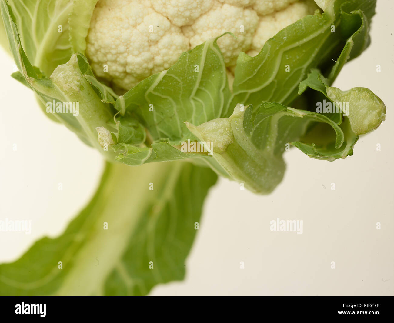 Cauliflower vegetable food photograph Stock Photo Alamy