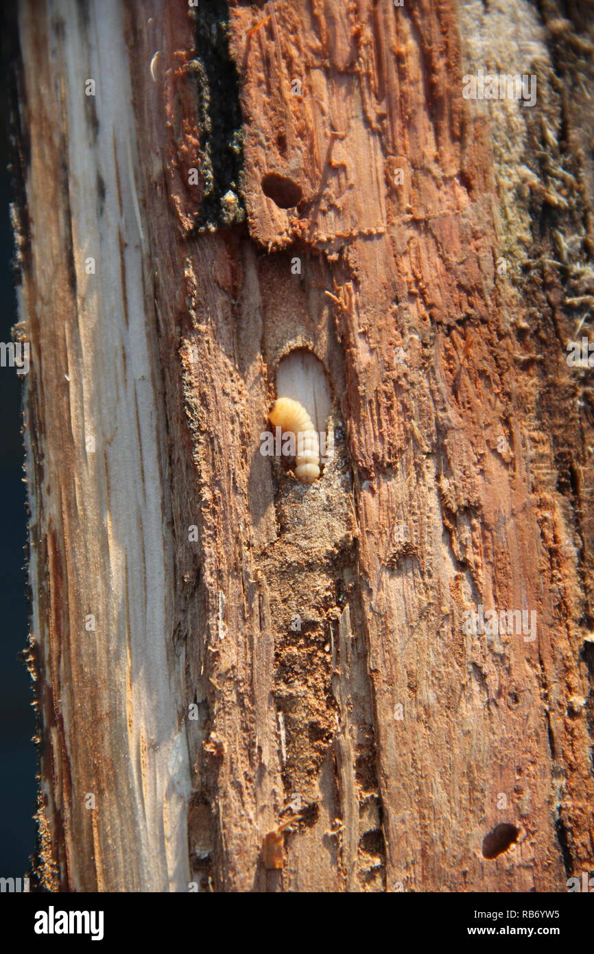 White larva of woodworm lives under pine bark. Common furniture beetle. Insect pest Stock Photo