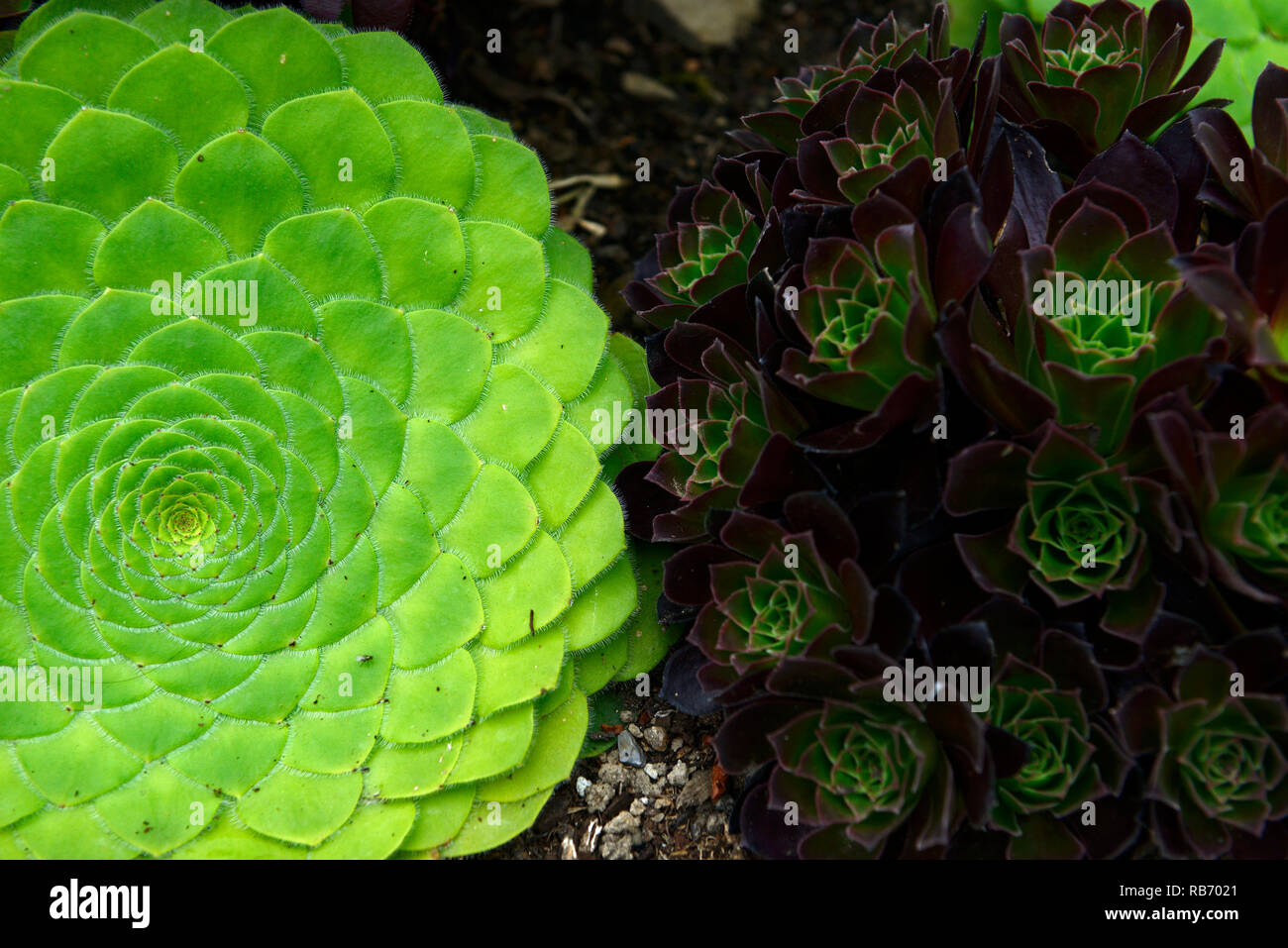 Aeonium tabuliforme,flat-topped aeonium,succulent,succulents,mix,mixed,display,displays,RM floral Stock Photo