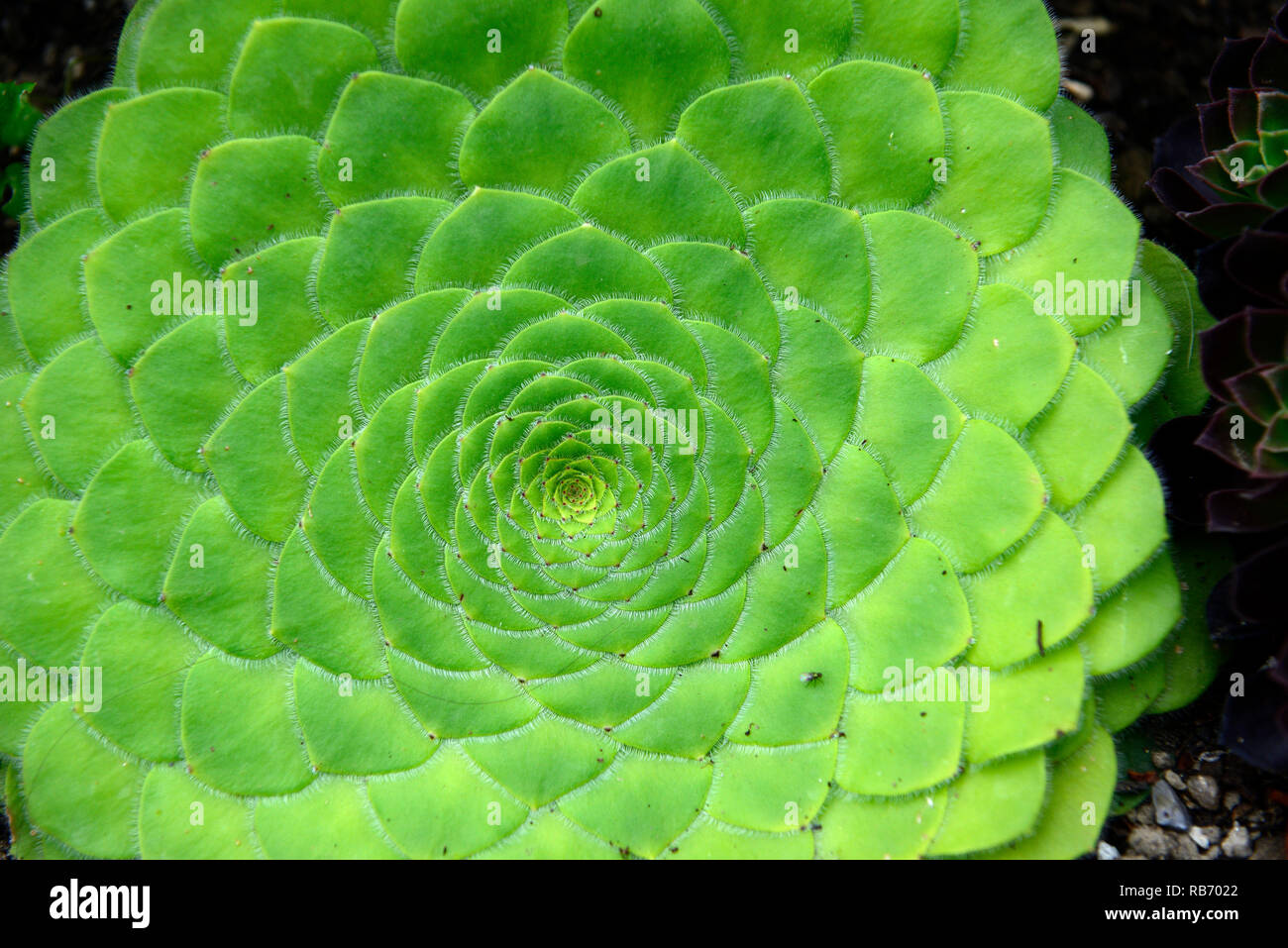 Aeonium tabuliforme,flat-topped aeonium,succulent,succulents,mix,mixed,display,displays,RM floral Stock Photo