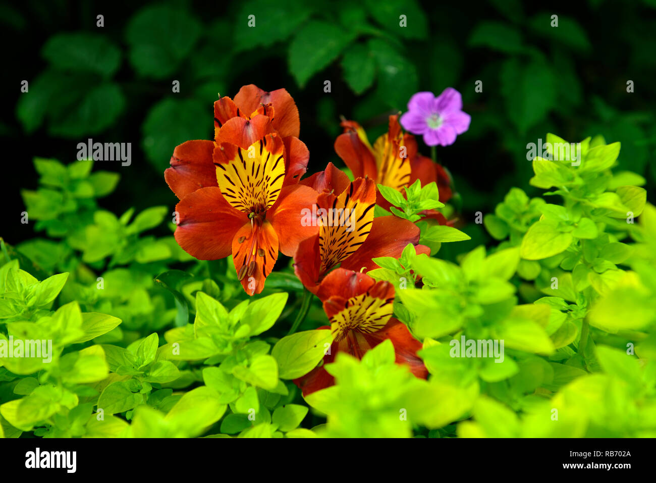 Alstroemeria orange glory, flower, flowers, flowering, tender perennial, RM Floral Stock Photo