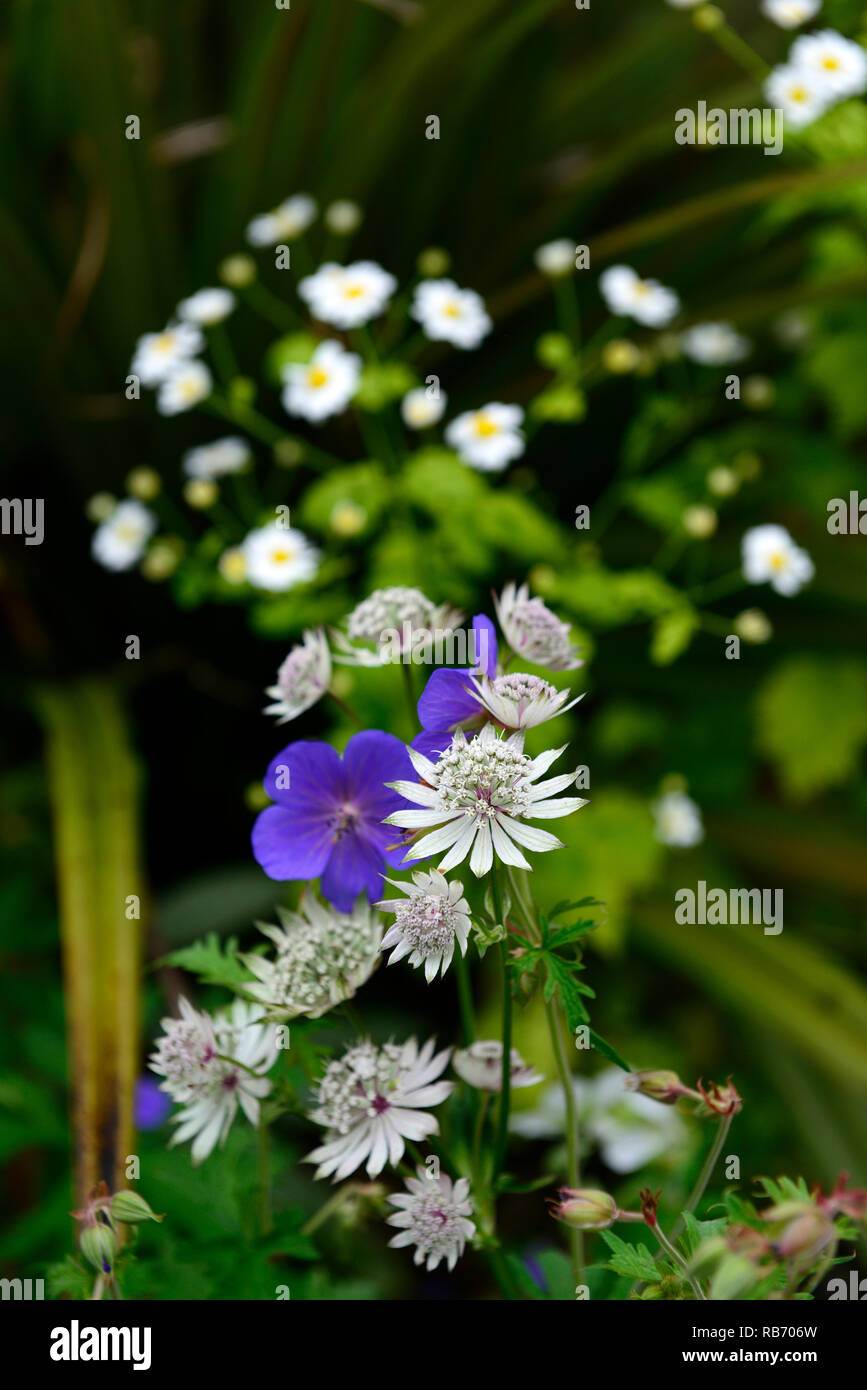 Astrantia Bo Ann, Geranium Rozanne,blue,flower,flowers,flowering,perennial,pink,white, mix, mixed, combination, perennial,bed,border,RM Floral Stock Photo