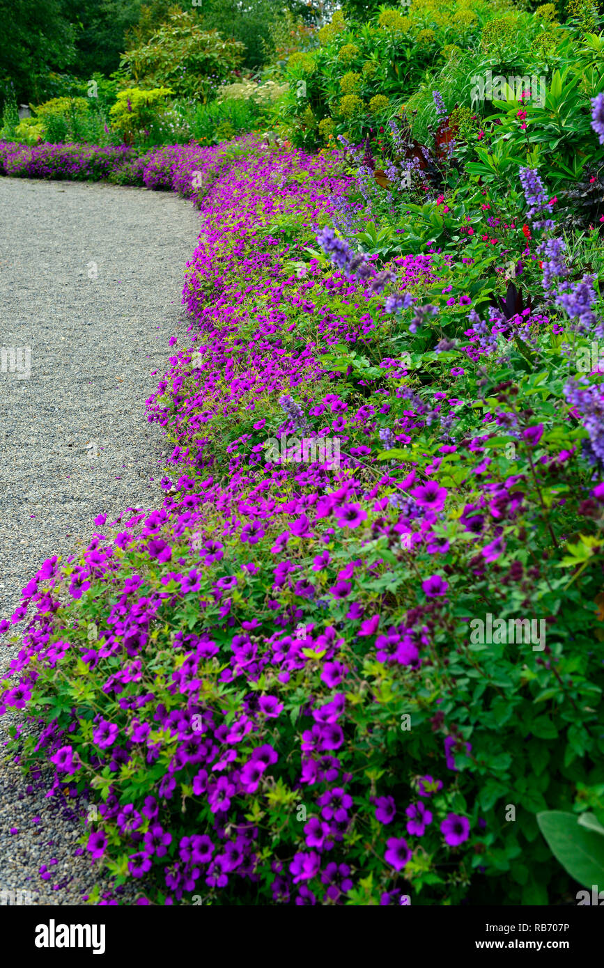 Geranium Anne Thomson,magenta,pink,purple,flower,flowers,flowering,perennial,mix,mixed,combination,path,edge,edged,egding,bed,border,RM Floral Stock Photo