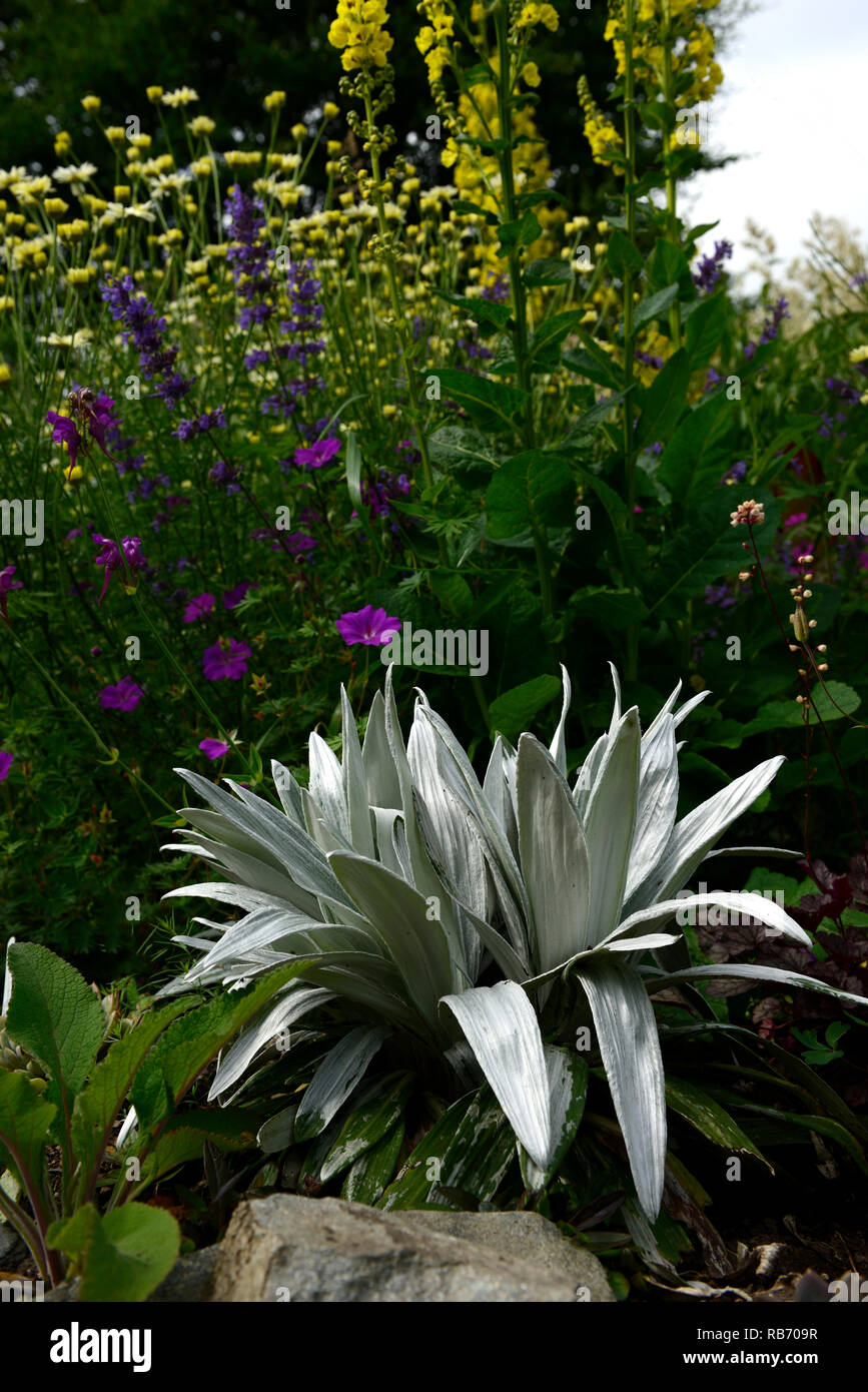 celmisia semicordata david shackleton, silver, leaves, leaf, foliage