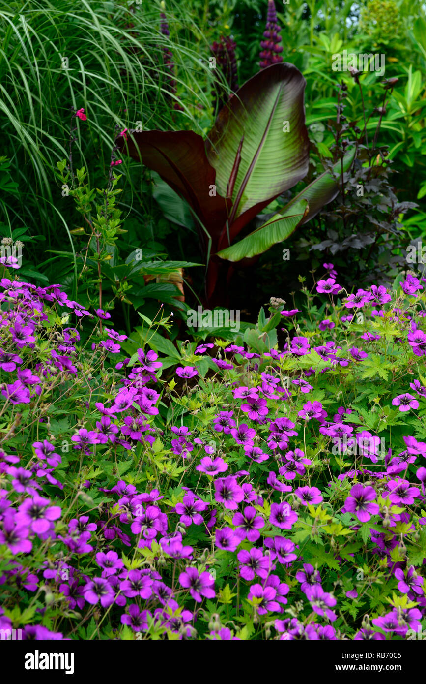 Geranium Anne Thomson, Geranium procurrens x Geranium psilostemon, Ensete Ventricosum Maurelii, magenta, flower, flowers, flowering, purple leaf banan Stock Photo