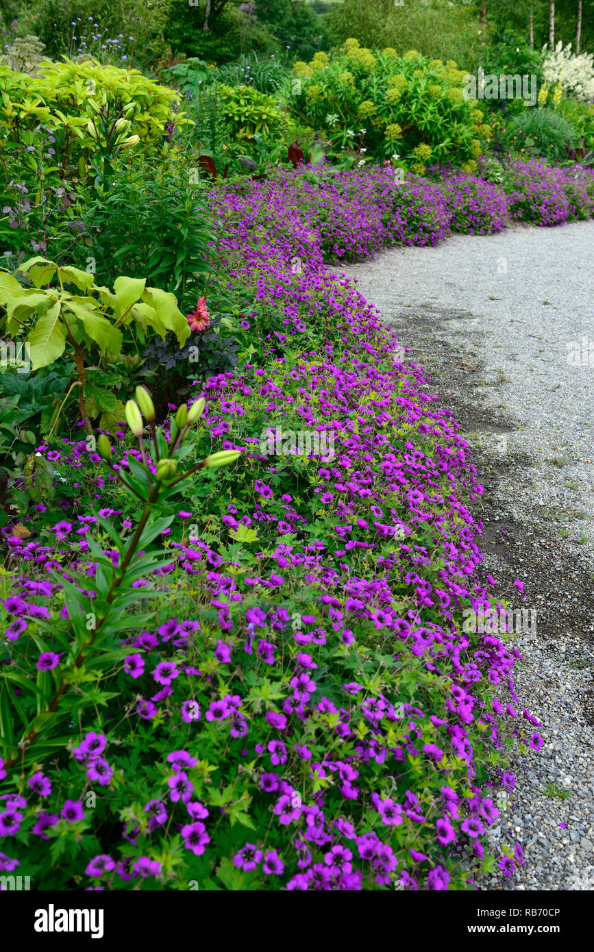 Geranium Anne Thomson,magenta,pink,purple,flower,flowers,flowering,perennial,mix,mixed,combination,path,edge,edged,egding,bed,border RM Floral Stock Photo