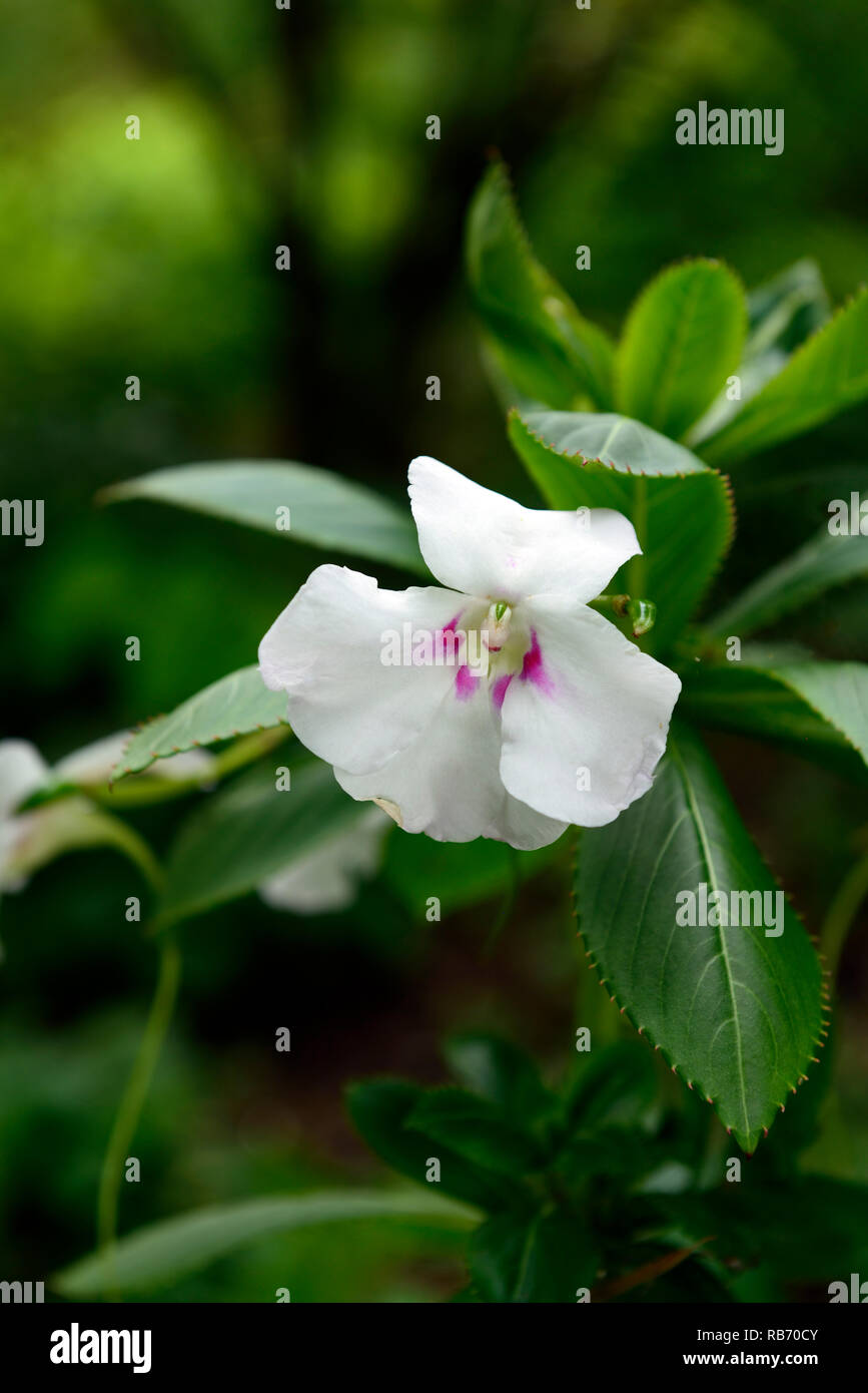 impatiens ugandense,white pink flower,flowers,evergreen leaves,tender,perennial,RM Floral Stock Photo