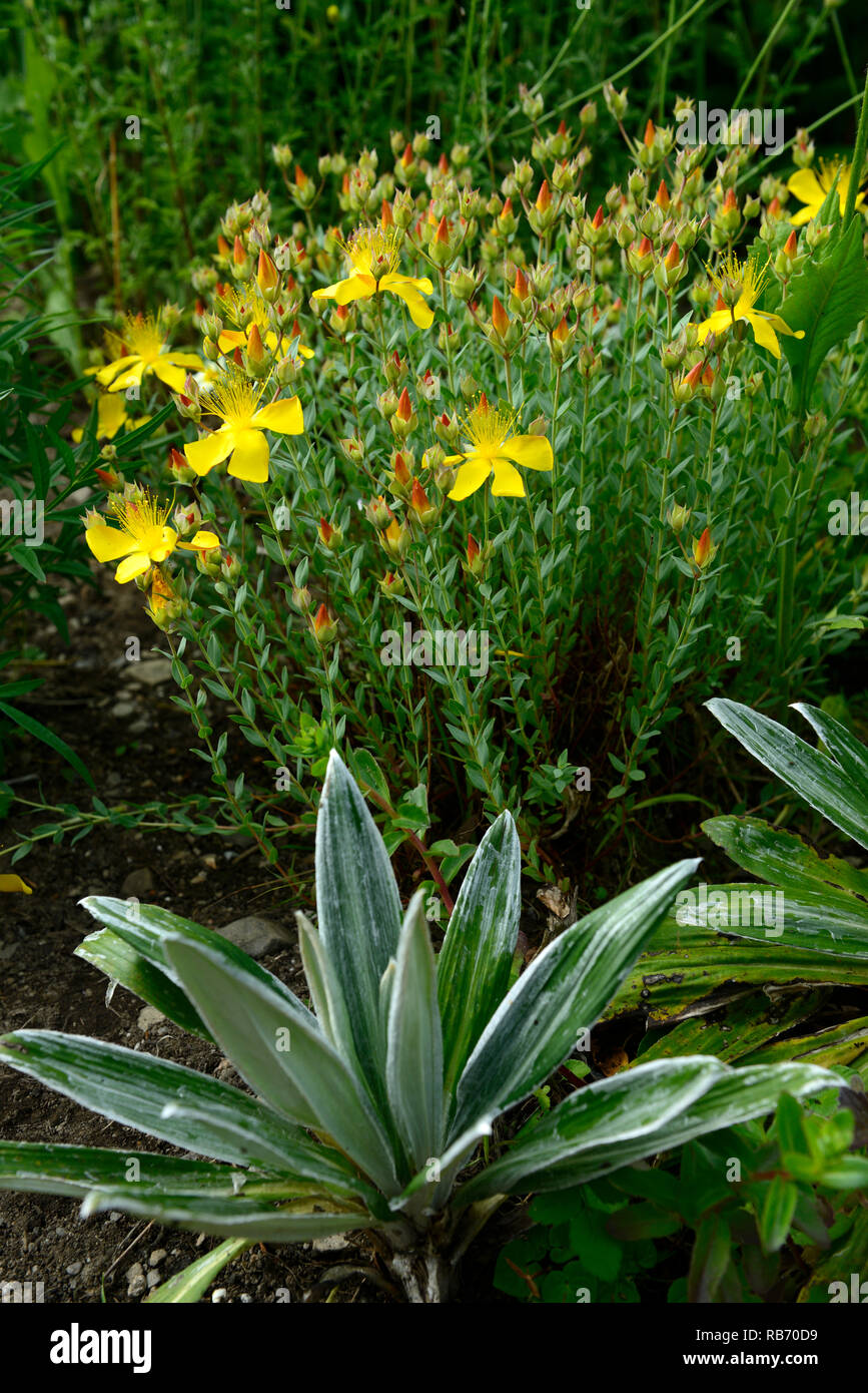 Hypericum sp nova Fancy Pants,Celmisia semicordata,mix,mixed,eclectic,garden,RM Floral Stock Photo