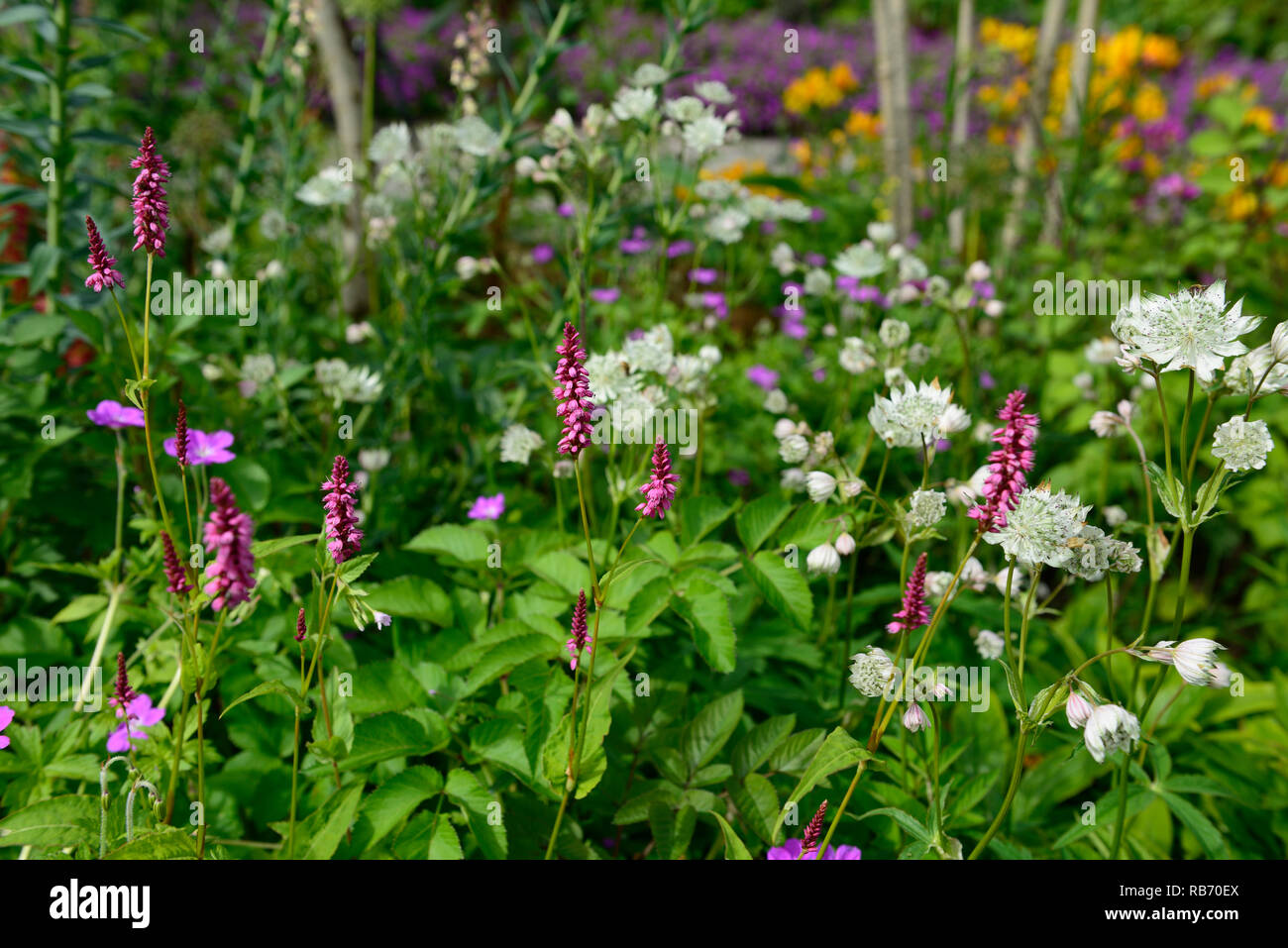 persicaria, astrantia, pink, white, flowers, flowering, perennial, mix ...