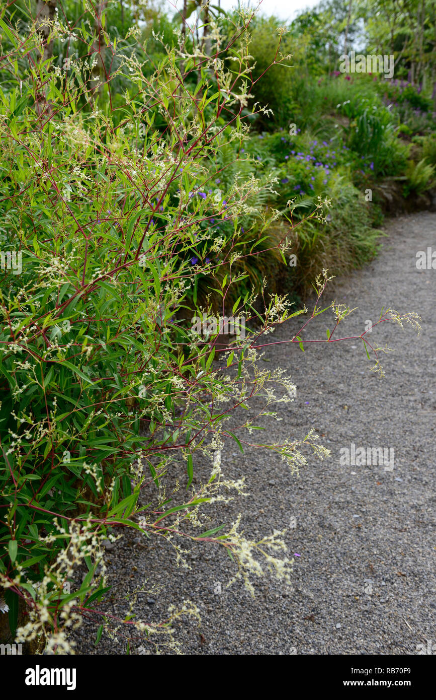 Persicaria campanulata,Lesser Knotweed,red stem,red stemmed,white flowers,flowering,perennial,sumemr,RM floral Stock Photo