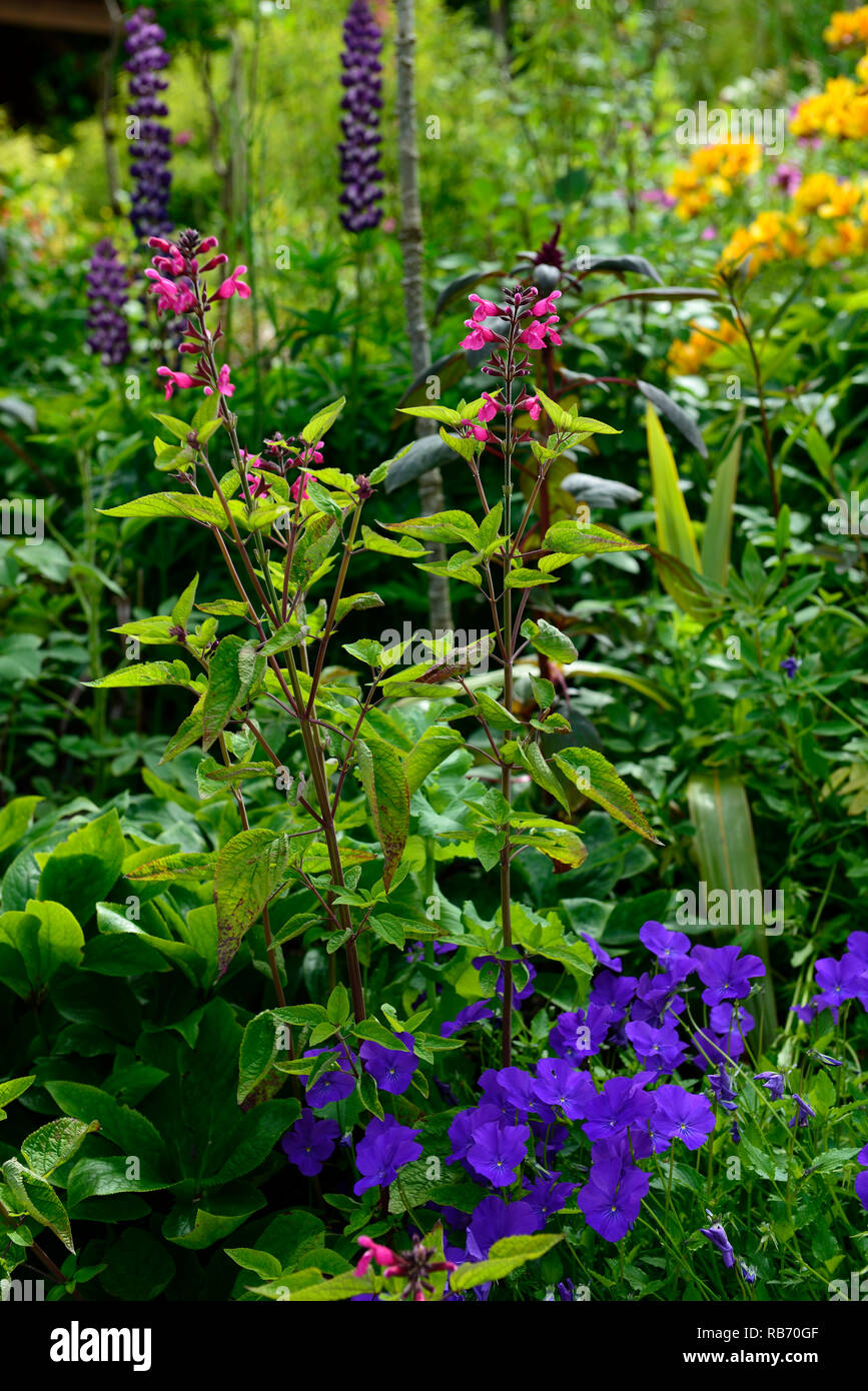 Salvia involucrata Joan, Rosy-leaf sage, sages, pink, flower, flowers, flowering, tender perennial, RM Floral Stock Photo