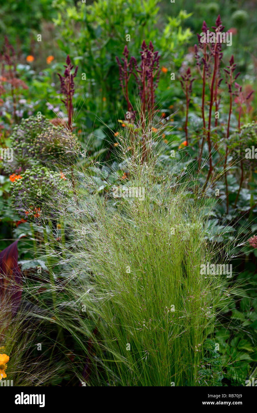 Stipa elegantissima,Astilbe chinensis var taquetii Purpurlanze,young immature flower spikes,spires,spike,purple,flowers,flowering,perennial,mix,mixed, Stock Photo