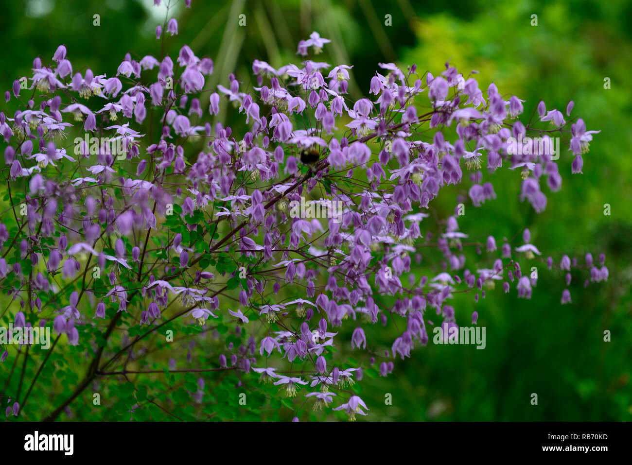 Thalictrum delavayi var mucronatum, meadow rue, purple, lilac, flower, flowers, flowering, perennial, RM Floral Stock Photo