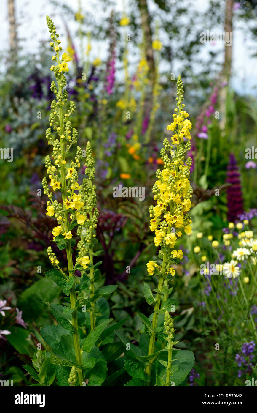 Verbascum chaixii Sixteen Candles,mullein,yellow flowers,flower spike,spires,perennial,mix,mixed,bed,border,RM Floral Stock Photo