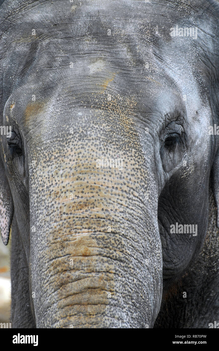 Asian elephant, Asiatischer Elefant, ázsiai elefánt, Elephas maximus Stock Photo