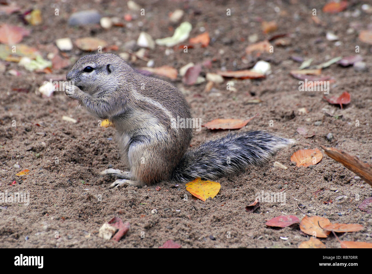 Cape ground squirrel, Kap-Borstenhörnchen, fokföldi ürgemókus, Xerus inauris Stock Photo