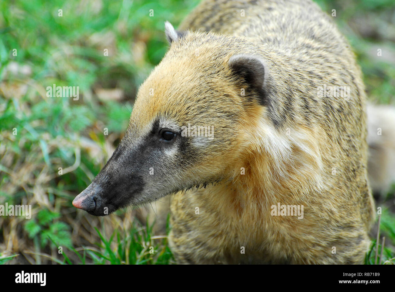 South American coati or ring-tailed coati, Südamerikanischer Nasenbär, ormányos medve, vörösorrú koáti, Nasua nasua Stock Photo