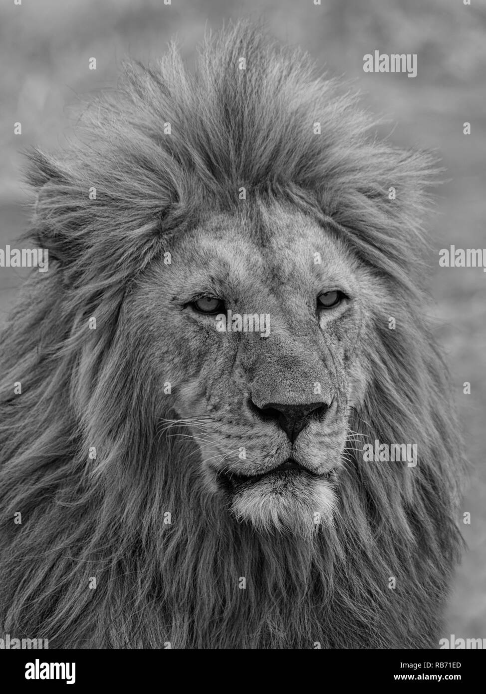 Black and white lion portrait hi-res stock photography and images - Alamy