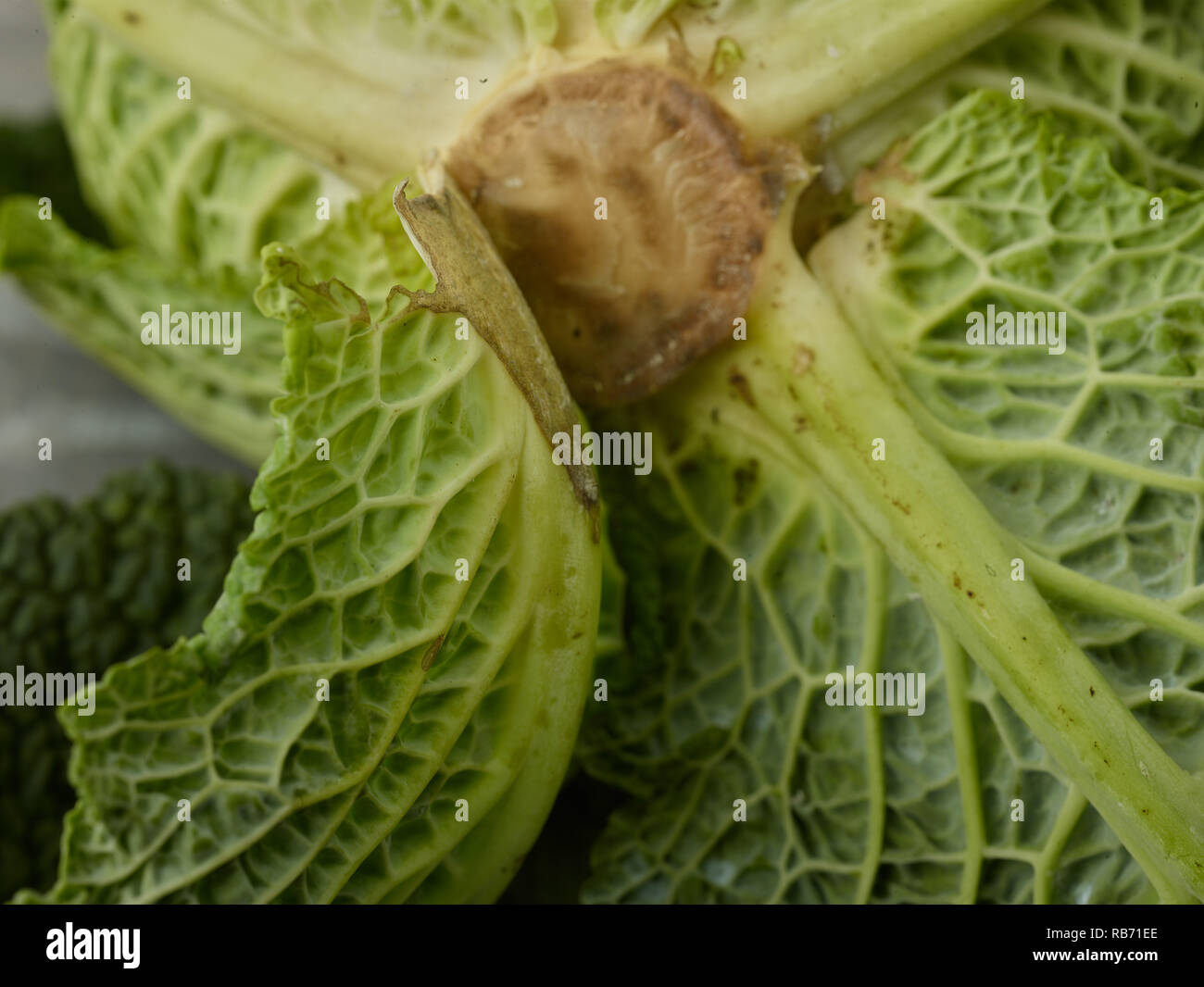 Savoy cabbage vegetable food photograph Stock Photo - Alamy