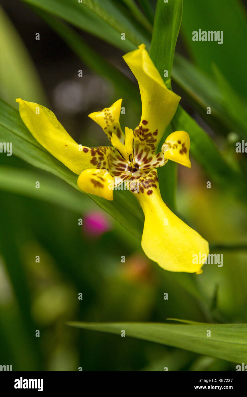 Yellow Walking Iris Flower Stock Photo