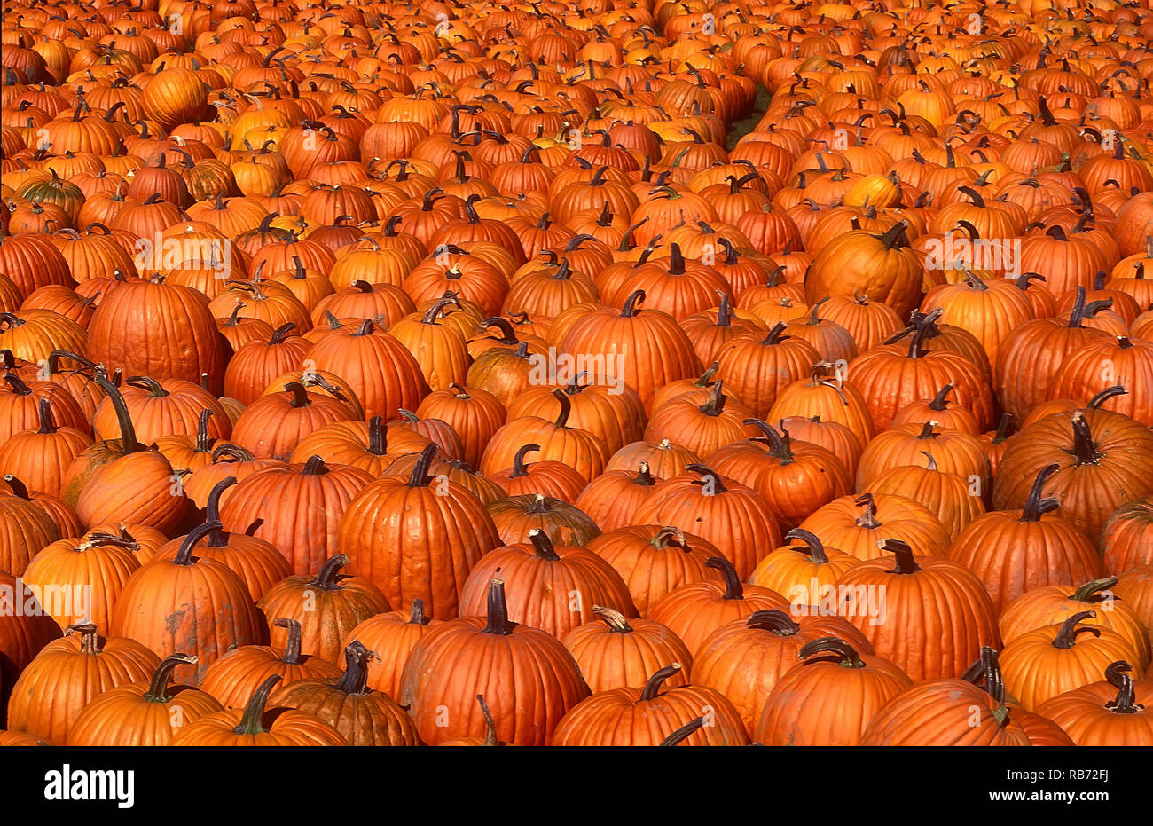 Pumpkins spread on the ground fr sale Stock Photo