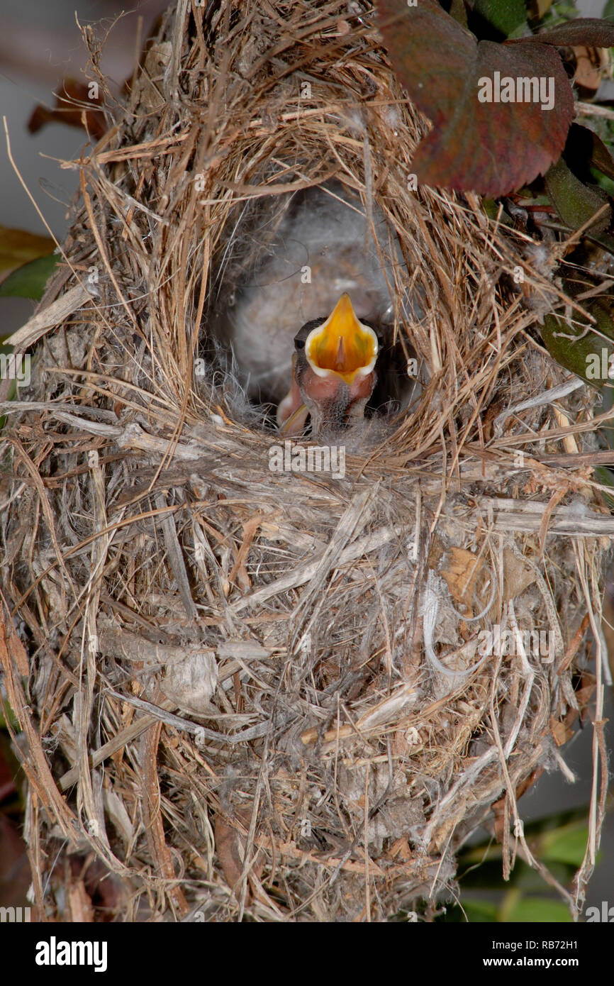 Hungry sunbird chicks in the nest Stock Photo