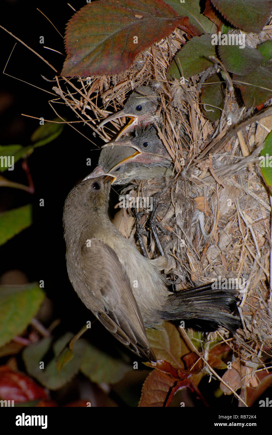 female sunbird feed its chicks in the nest Stock Photo
