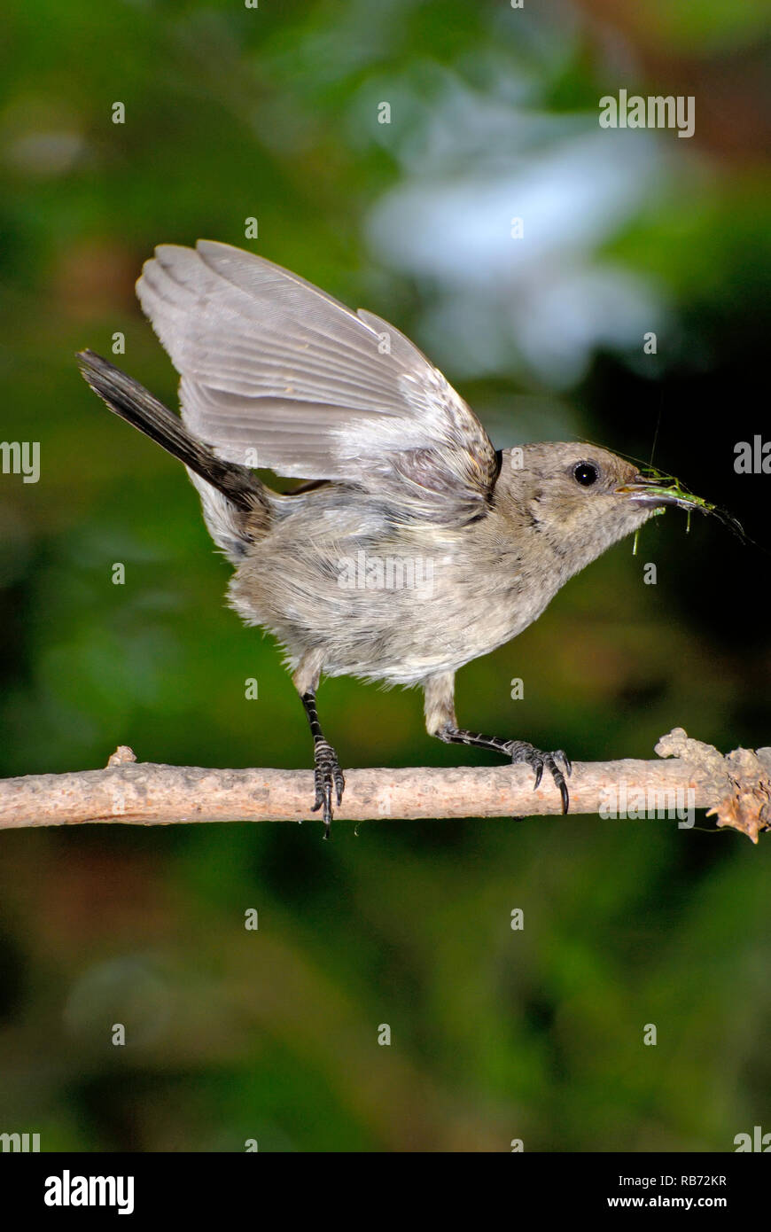 Female sunbird hunt insects for its chicks Stock Photo