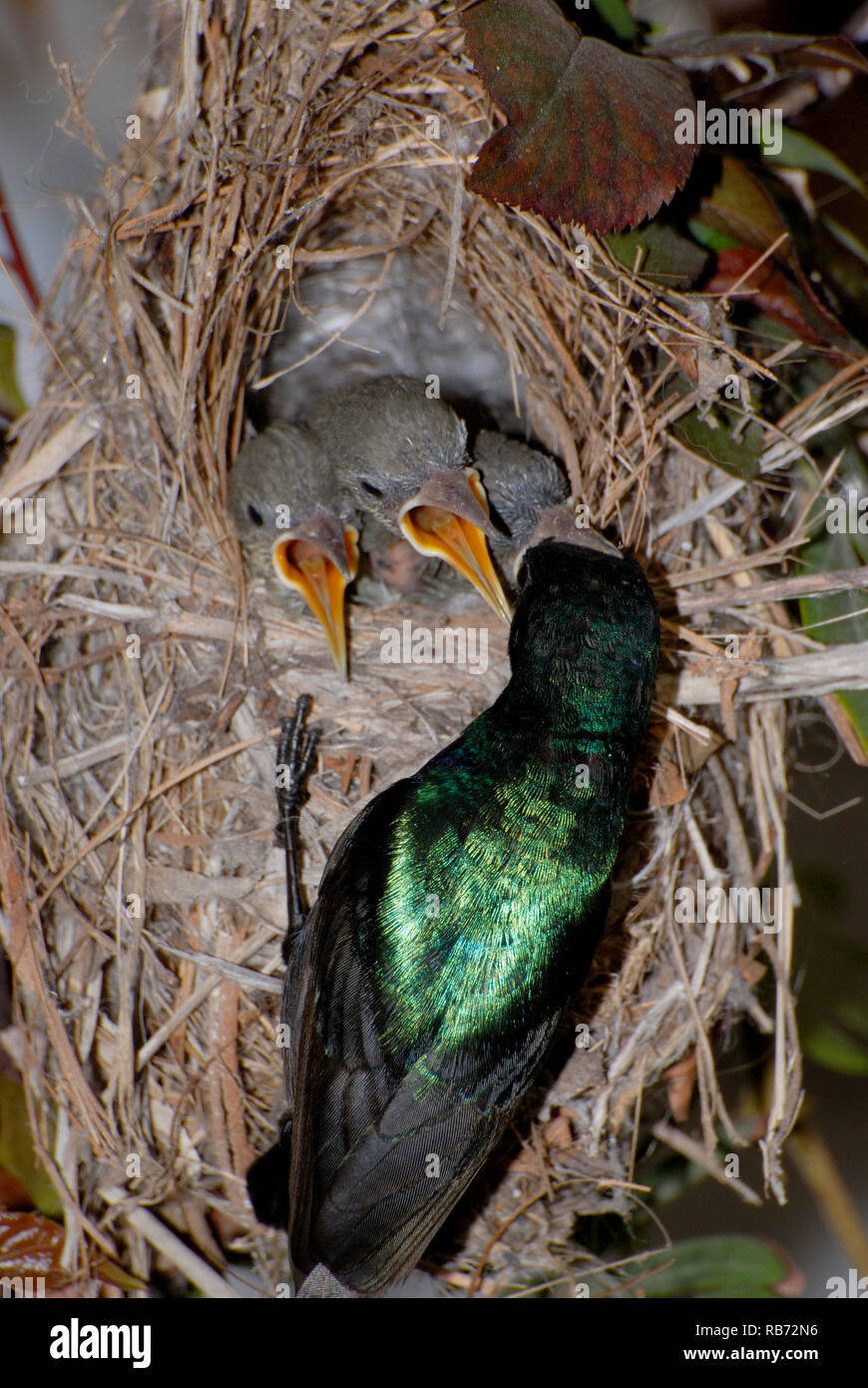 Male sunbird feed its chicks in the nest Stock Photo